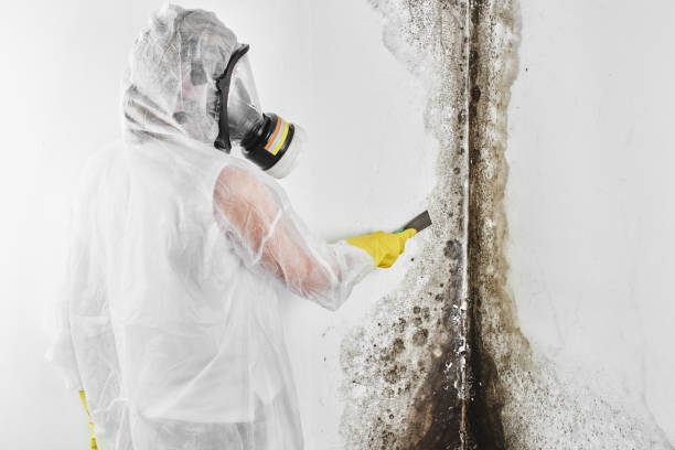 Best Black Mold Removal  in Bawcomville, LA