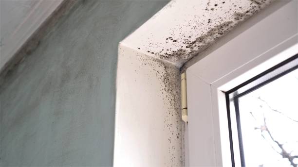 Mold Testing and Removal in Bawcomville, LA