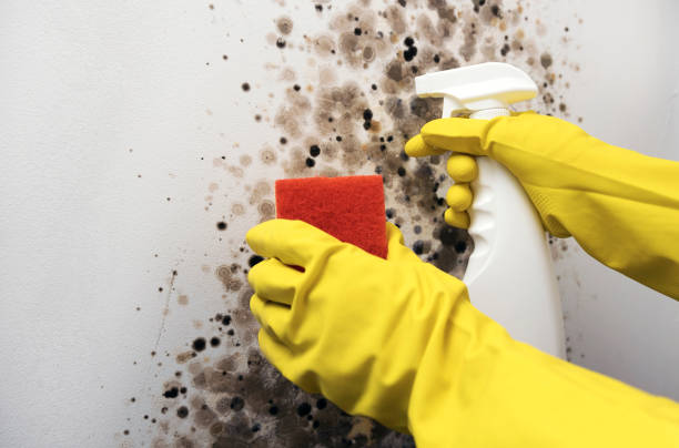 Crawl Space Mold Removal in Bawcomville, LA
